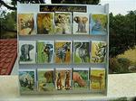 Wild Animal Gift Cards