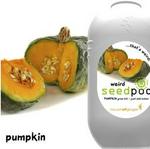 Touch Of Ginger Seedpod Pumpkin