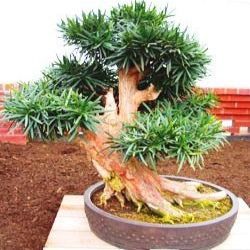 10 Outeniqua Yellow Wood Podocarpus Falcatus Bonsai Tree Seeds - Indigenous + Free Seeds