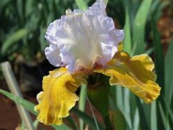 Drought Resistant Irises Variety: 'affaire' - Ruffled Fragrant Beauty