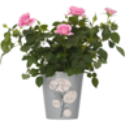 Roses Pot Plant 14CM Assorted Product Supplied At Random