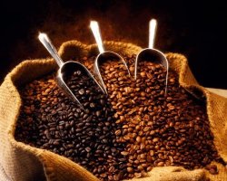 Ethiopian Queen City Harrar Grade 4 Coffee Beans Light Roast City 5 Pounds Whole Beans