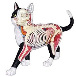 4D Master Vision Cat Skeleton & Anatomy Model Kit