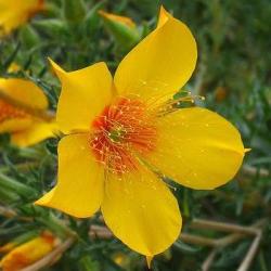500 Mentzelia Lindleyi Seeds - Blazing Star - Bulk Annual Flower Seeds