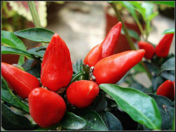 Chillies - Rare Thai Sun Worshipper Red Facing Heaven Chili Seeds