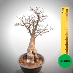 Baobab Bonsai - 100 X 65 X 55 X 23. Bare Rooted. Media And Container Not Included.