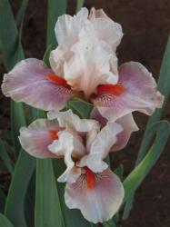 Iris Plants: 'chinese Treasure' - Snow White Standards On Blueish Rose Pink Falls