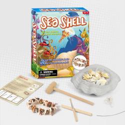 Junior Archaeology Dig Kit Seashells
