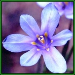 Moraea Polyanthos - 10 Seed Pack - Fragrant Indigenous Endemic Perennial Bulb - New