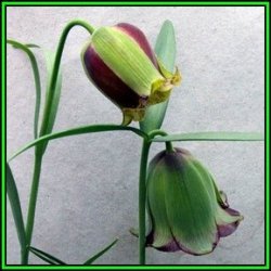 Fritillaria Acmopetala - 5 Seed Pack - Exotic Perennial Bulb -combined Global Shipping- New