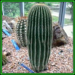 Neobuxbaumia Polylopha - 50 Bulk Seed Pack - Exotic Succulent Cactus Edible Fruit - New