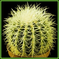Echinocactus Grusonii -50 Bulk Seed Pack- Exotic Succulent Cactus - Combined Shipping - New