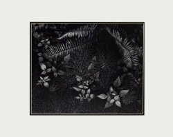 Ansel Adams - Leaves Mills College LG Matted