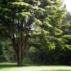 10 Forest Newtonia Seeds - Newtonia Buchananii Deciduous Tree Seeds