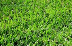 Bermuda Lawn Grass Seed - Bermuda 2KG'S - 50M2