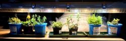 100w X 1.2m Led Grow Lamp Leafy Vegetables Herbs Mushrooms Hydroponics Assembled In Sa