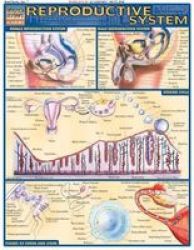 Reproductive System Fold-out Book Or Chart