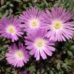 10 Esterhuysenia Alpina Seeds - South African Indigenous Endemic Succulent Mesemb Flat Ship Rate