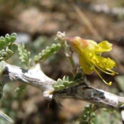10 Caesalpinia Pearsonii Seeds - Namib Plume-flower - Flat Seed Ship Rate