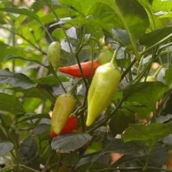 10 Aji Bonito Chilli Pepper Seeds - Capsicum Baccatum Chili Chile - Bulk Vegetable Seeds