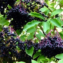 30 Black Elderberry European Elderberry Seeds - Sambucus Nigra Edible Fruit Tree Seeds