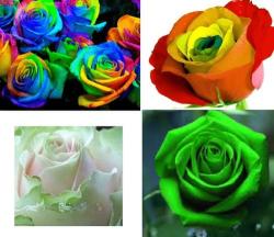 Rose Seed Special - 10 Seeds Green 10 Seeds Multi-coloured 10 Seeds Rainbow 10 Seed Dancing Queen