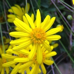 10 Euryops Chrysanthemoides Seeds + Get Free Seeds With All Orders - Indigenous Shrub Seeds