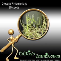 Drosera Finlaysoniana 15 Seeds Carnivorous Plants & Seeds Sundew