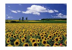 Puzzlelife Sunflower Field 4 1000PIECE - Large Format Jigsaw Puzzle. Can Be Enjoyed Puzzle Game By All Generation. Beautiful Decoration Pleasant Play.