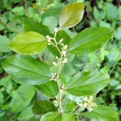 10 False Dogwood Tree Seeds Choristylis Rhamnoides Seeds - Indigenous Scrambler