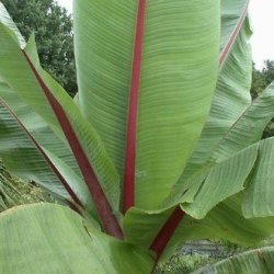 10 Wild Banana Seeds - Ensete Ventricosum - Indigenous Tree