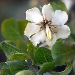 10 Gardenia Cornuta Seeds - Natal Gardenia - Indigenous Shrub Or Small Tree - New