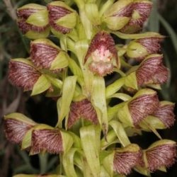 10+ Pterygodium Magnum Seeds - Indigenous South African Orchid Seeds - Global Shipping
