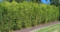 Hedge Bamboo Plants For