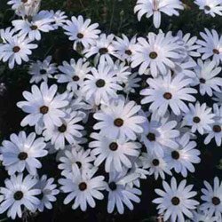 African Daisy Silverhills White 50 Seeds