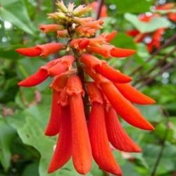 10 Dwarf Coral Tree Or Natal Coral Tree - Erythrina Humeana Seeds - Indigenous Frost Hardy
