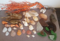 Sea Shells & Rare Redsea Grass From Jeffreys Bay Cleaned Handpicked Beach Driftwood Fish Aqarium