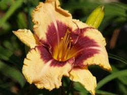 Daylily Plants: 'edge Of Reality' Mpl 105 Soft Creamy Yellow Flowers With Burgundy Edge & Eyezone