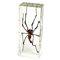 Golden Orb-web Spider Paperweight 1 5 8 X 4 3 8 X 1 1 8"