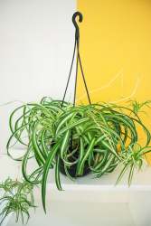 Spider Plant - 16CM Hanging Basket