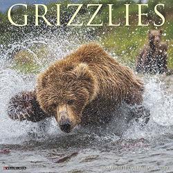 2020 Grizzly Bears Wall Calendar By Willow Creek Press