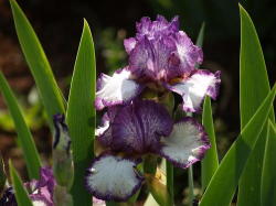 Iris Plants: 'cracken' - Dark Inky Blue-black Plicata. Very Reliable Re-bloomer
