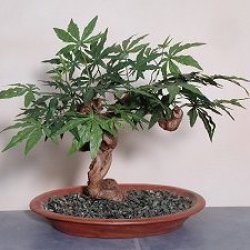 10 Vepris Lanceolata - White Ironwood Bonsai Tree Seeds - Indigenous South African Tree Seeds