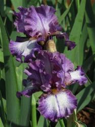 Iris Plants: Variety: 'jesses Song' - Highly Ruffled Methyl Violet Plicata - Reblooming