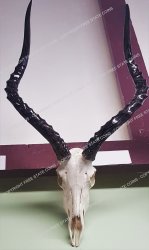 Animal Skull - Trophy Head: Impala
