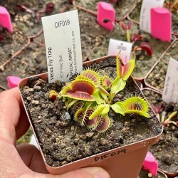 Venus Fly Trap 'bcp Red Bull.' Special Import. - 3 Years Or Older. 12CM Plastic Container.