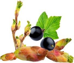 Blackcurrant Bud Cassis Absolute Oil - 50 Ml