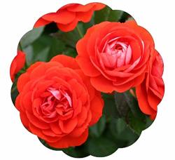 Stargazer Perennials Brilliant Veranda Rose Plant Potted Reblooming Orange Red Flowers Own Root Easy To Grow