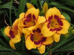 Daylily Plants: Booroobin Magic - Turmeric Yellow Flowers - Burgundy Edge & Eyezone - Limited