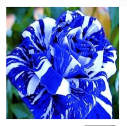 Blue Dragon Rose Packet Of 10 Seeds